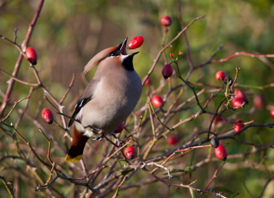 <i class='fa fa-user'></i> Kees Kugel |   Pestvogel  <i class='fa fa-eye'> 391</i>  <i class='fa fa-thumbs-up'> 2</i>   <i class='fa fa-comment-o'> 7</i>