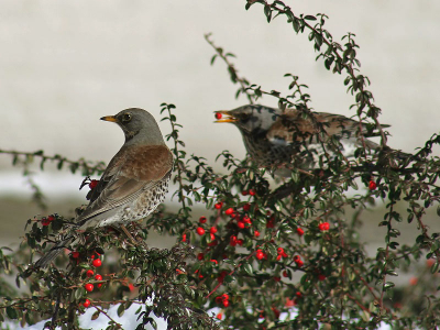 En nog eentje van de Kramsvogels uit Harderwijk. Vind zelf de tweede vogel op de achtergrond wel wat toevoegen, zo met dat besje in zijn/haar bek. Wat vinden jullie eigenlijk van de compositie