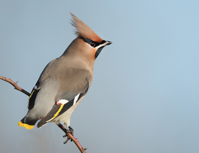 <i class='fa fa-user'></i> Wilfried Solarz |   Pestvogel  <i class='fa fa-eye'> 522</i>  <i class='fa fa-thumbs-up'> 23</i>   <i class='fa fa-comment-o'> 13</i>