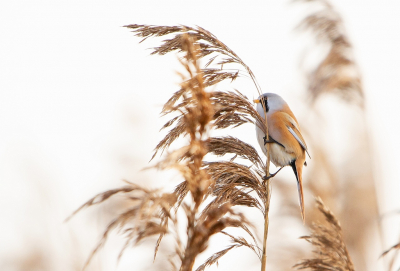 Op de laatste dag van het jaar nog even op stap geweest. Wat ik hoopte te vinden (een of meer Zeearenden) vond ik niet, maar wel een groepje Baardmannetjes. Een stuk kleiner, maar ook altijd leuk.
Ik hou ervan om vogels achter rietstengels, takjes, etc. te fotograferen.