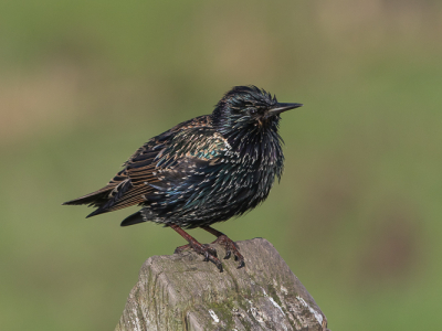 Spreeuw, nog nat van een bad. Gefotografeerd met Canon 7D Mrk II en Canon lens 500 mm.