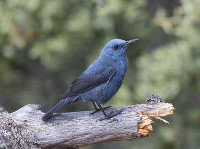 Deze blauwe rotslijster bleef mooi poseren bij de Gierenrots in Monfrague.