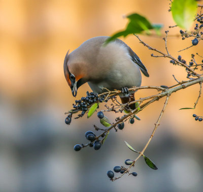 <i class='fa fa-user'></i> Leon Walraven |   Pestvogel  <i class='fa fa-eye'> 294</i>  <i class='fa fa-thumbs-up'> 6</i>   <i class='fa fa-comment-o'> 7</i>