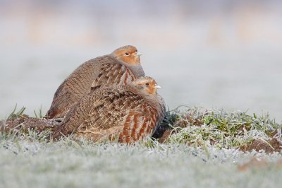 <i class='fa fa-user'></i> Gejo Wassink |   Patrijs  <i class='fa fa-eye'> 349</i>  <i class='fa fa-thumbs-up'> 23</i>   <i class='fa fa-comment-o'> 15</i>