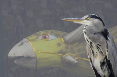 <i class='fa fa-user'></i> sieb |   Blauwe Reiger  <i class='fa fa-eye'> 723</i>  <i class='fa fa-thumbs-up'> 45</i>   <i class='fa fa-comment-o'> 22</i>