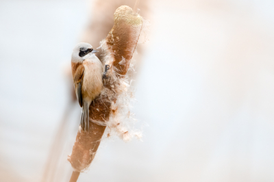 <i class='fa fa-user'></i> Hans Overduin |   Buidelmees  <i class='fa fa-eye'> 423</i>  <i class='fa fa-thumbs-up'> 19</i>   <i class='fa fa-comment-o'> 9</i>