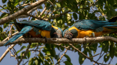 <i class='fa fa-user'></i> Lennart Verheuvel |   Blauwkeelara  <i class='fa fa-eye'> 203</i>   <i class='fa fa-comment-o'> 3</i>