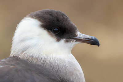 <i class='fa fa-user'></i> Peter Soer |   Kleine Jager  <i class='fa fa-eye'> 341</i>  <i class='fa fa-thumbs-up'> 9</i>   <i class='fa fa-comment-o'> 9</i>