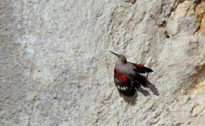 <i class='fa fa-user'></i> Nol Baarschers |   Rotskruiper  <i class='fa fa-eye'> 479</i>  <i class='fa fa-thumbs-up'> 14</i>   <i class='fa fa-comment-o'> 13</i>