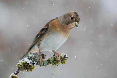 Eentje van vorige winter toen er nog eens wat sneeuw naar beneden dwarrelde in de lage landen. In eigen tuin gefotografeerd bij voederplaats.