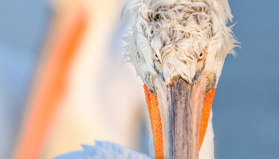 Samen met een paar vrienden ging ik afgelopen kerstvakantie op reis naar Griekenland. Een van de hoofdbestemmingen was het Kerkinimeer, wat natuurlijk vooral bekend staat om de kroeskoppelikanen. We kregen de kans om de vogels vanaf verschillende afstanden en vanuit verschillende hoeken fraai te observeren en te fotograferen, al kon het in de "pelikanenchaos" toch nog lastig zijn om rustige en aansprekende beelden te maken. Hiernaast is het een uitdaging om niet alleen de foto's te maken die daar al zo vaak gemaakt zijn... Wordt vervolgd!