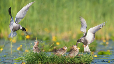 <i class='fa fa-user'></i> corvanspijk |   Zwarte Stern  <i class='fa fa-eye'> 413</i>  <i class='fa fa-thumbs-up'> 17</i>   <i class='fa fa-comment-o'> 10</i>