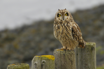 <i class='fa fa-user'></i> Gerard Visser |   Velduil  <i class='fa fa-eye'> 445</i>  <i class='fa fa-thumbs-up'> 19</i>   <i class='fa fa-comment-o'> 18</i>