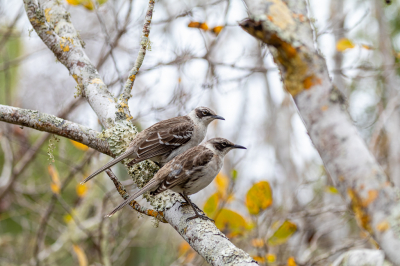 <i class='fa fa-user'></i> Louis56 |   Galpagosspotlijster  <i class='fa fa-eye'> 183</i>  <i class='fa fa-thumbs-up'> 1</i>   <i class='fa fa-comment-o'> 3</i>