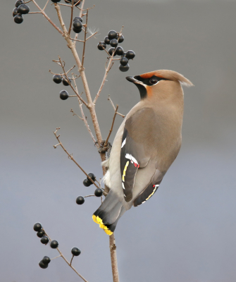 <i class='fa fa-user'></i> Gejo Wassink |   Pestvogel  <i class='fa fa-eye'> 385</i>  <i class='fa fa-thumbs-up'> 7</i>   <i class='fa fa-comment-o'> 9</i>