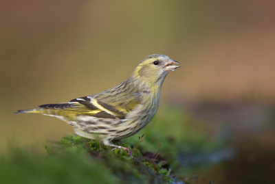 <i class='fa fa-user'></i> keesvanderklauw |   Sijs  <i class='fa fa-eye'> 321</i>  <i class='fa fa-thumbs-up'> 6</i>   <i class='fa fa-comment-o'> 7</i>