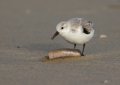 Met een watering zonnetje op jacht naar de MO "samen sterk". 
Geen grote groepen vogels op het strand. Ook de Drieteenstrandloper rende moederziels alleen van het ene scheermes naar het andere zonder oog te hebben voor mij.