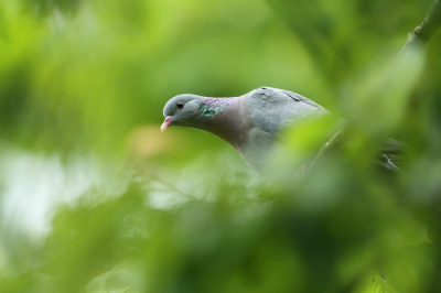 <i class='fa fa-user'></i> Frank Kremer |   Holenduif  <i class='fa fa-eye'> 247</i>  <i class='fa fa-thumbs-up'> 4</i>   <i class='fa fa-comment-o'> 6</i>