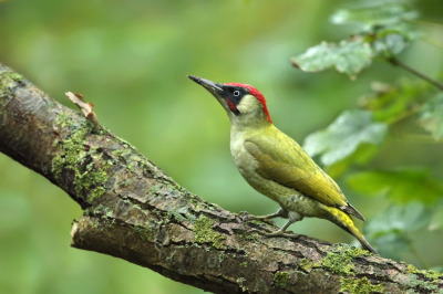 <i class='fa fa-user'></i> Frank Kremer |   Groene Specht  <i class='fa fa-eye'> 613</i>  <i class='fa fa-thumbs-up'> 34</i>   <i class='fa fa-comment-o'> 21</i>