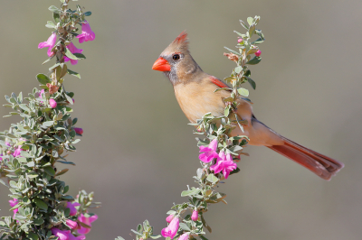 <i class='fa fa-user'></i> Wilfred Marissen |   Rode Kardinaal  <i class='fa fa-eye'> 227</i>  <i class='fa fa-thumbs-up'> 16</i>   <i class='fa fa-comment-o'> 10</i>