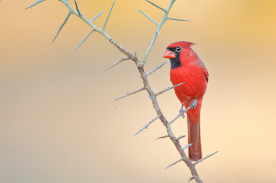 <i class='fa fa-user'></i> Wilfred Marissen |   Rode Kardinaal  <i class='fa fa-eye'> 236</i>  <i class='fa fa-thumbs-up'> 7</i>   <i class='fa fa-comment-o'> 4</i>