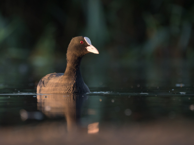 <i class='fa fa-user'></i> Vincent Vuik |   Meerkoet  <i class='fa fa-eye'> 309</i>  <i class='fa fa-thumbs-up'> 17</i>   <i class='fa fa-comment-o'> 15</i>