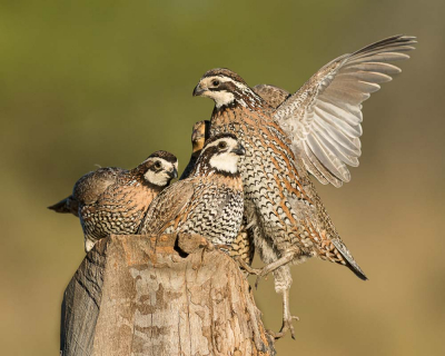 <i class='fa fa-user'></i> GeneGwin |   Bobwhite  <i class='fa fa-eye'> 355</i>  <i class='fa fa-thumbs-up'> 13</i>   <i class='fa fa-comment-o'> 6</i>