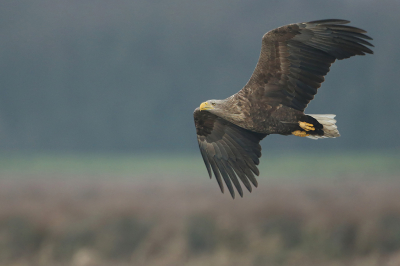 <i class='fa fa-user'></i> anevanrees |   Zeearend  <i class='fa fa-eye'> 537</i>  <i class='fa fa-thumbs-up'> 21</i>   <i class='fa fa-comment-o'> 9</i>