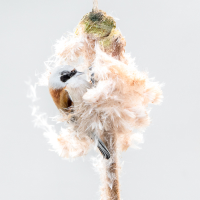 <i class='fa fa-user'></i> Hans Overduin |   Buidelmees  <i class='fa fa-eye'> 391</i>  <i class='fa fa-thumbs-up'> 11</i>   <i class='fa fa-comment-o'> 11</i>