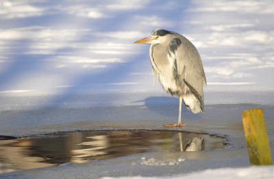 <i class='fa fa-user'></i> Gerard Visser |   Blauwe Reiger  <i class='fa fa-eye'> 311</i>  <i class='fa fa-thumbs-up'> 14</i>   <i class='fa fa-comment-o'> 14</i>