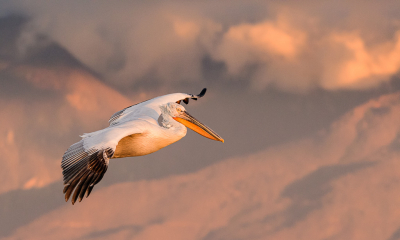 <i class='fa fa-user'></i> JeroenvanWijk |   Kroeskoppelikaan  <i class='fa fa-eye'> 330</i>  <i class='fa fa-thumbs-up'> 18</i>   <i class='fa fa-comment-o'> 9</i>