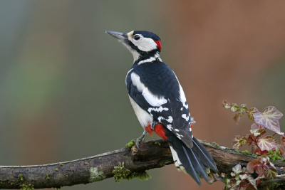 <i class='fa fa-user'></i> Gejo Wassink |   Grote Bonte Specht  <i class='fa fa-eye'> 275</i>  <i class='fa fa-thumbs-up'> 5</i>   <i class='fa fa-comment-o'> 11</i>