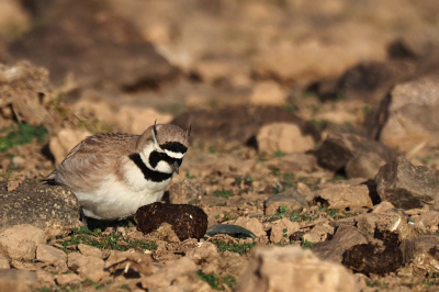 Bij een opgedroogd poel in de woestijn te zuiden van het Atlasgebergte was er voor zonsopgang nog niets te zien. Zodra de zon boven het omringende gebergte uit kwam bleken er ineens allerlei vogels te zitten, waaronder deze Leeuwerikken. Deze lijkt te aarzelen bij deze keutel.