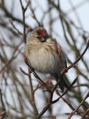 300 mm 1/500 F10.0 iso 250