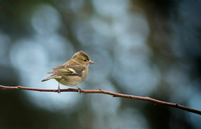 Vandaag heb ik weer ouderwets genoten van vogels en het fraaie winterlicht. Ik heb de 300 mm lens gebruikt om een mooie bokeh te krijgen van de openingen tussen de bomen in het bos achter onze tuin.