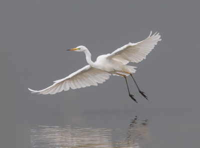 <i class='fa fa-user'></i> Jacques.van.Meer |   Grote Zilverreiger  <i class='fa fa-eye'> 292</i>  <i class='fa fa-thumbs-up'> 4</i>   <i class='fa fa-comment-o'> 7</i>