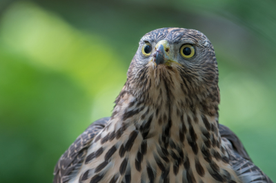 Deze juveniele havik heeft meer dan vier uur voor de schuilhut gezeten. Eerst dierf ik mijn lens amper bewegen maar deze vogel was meer genteresseerd door wat er achter de schuilhut gebeurde. Er zat namelijk nog een adulte havik te wachten om te komen poseren maar dat is voor een volgende keer