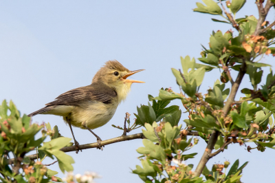 <i class='fa fa-user'></i> pjvantuil |   Orpheusspotvogel  <i class='fa fa-eye'> 393</i>  <i class='fa fa-thumbs-up'> 3</i>   <i class='fa fa-comment-o'> 3</i>