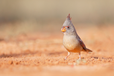 <i class='fa fa-user'></i> Wilfred Marissen |   Grijze Kardinaal  <i class='fa fa-eye'> 230</i>  <i class='fa fa-thumbs-up'> 4</i>   <i class='fa fa-comment-o'> 5</i>