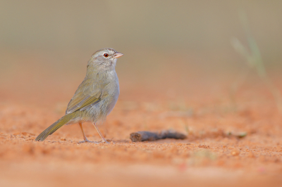 <i class='fa fa-user'></i> Wilfred Marissen |   Olijfgors  <i class='fa fa-eye'> 263</i>  <i class='fa fa-thumbs-up'> 13</i>   <i class='fa fa-comment-o'> 9</i>