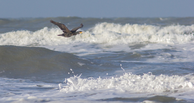 Vandaag naar het strand in de hoop een groepje meeuwen te kunnen klikken voor de MO en kom thuis met een enkele Aalscholver. Wel genoten van de ruwe zee. De zoektocht naar een foto met 5 of meer vogels gaat gewoon verder.