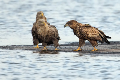 <i class='fa fa-user'></i> anevanrees |   Zeearend  <i class='fa fa-eye'> 565</i>  <i class='fa fa-thumbs-up'> 25</i>   <i class='fa fa-comment-o'> 16</i>