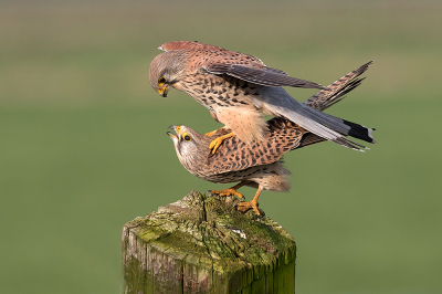 gistermorgen een rondje in mijn woonplaats gemaakt en vanuit de mobiele schuiltent dit tafereel kunnen vastleggen. De daad duurde in totaal nog geen 2 seconden, heb er 7 foto's aan overgehouden, waarvan ik dit de meest aansprekende vindt.