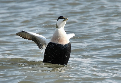 Groepje eidereenden aan de Wadkant bij het Lauweresmeer.