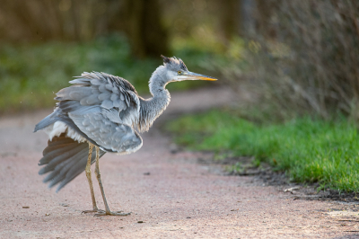 Vanmiddag even op pad gegaan voor de MO, daar heb ik nog niets voor... Tijdens mijn fietsrondje zag ik deze Blauwe Reiger in het water. Toch maar gestopt kijken wat hij zou doen. De reiger stak, zich uitschuddend, het fietspad over en daar heb ik een serie foto's van genomen.