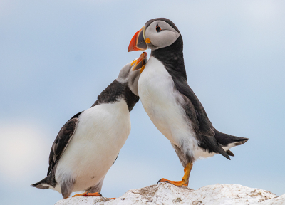 <i class='fa fa-user'></i> Celly |   Papegaaiduiker  <i class='fa fa-eye'> 267</i>  <i class='fa fa-thumbs-up'> 3</i>   <i class='fa fa-comment-o'> 1</i>