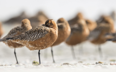 <i class='fa fa-user'></i> Bert Ooms |   Rosse Grutto  <i class='fa fa-eye'> 275</i>  <i class='fa fa-thumbs-up'> 10</i>   <i class='fa fa-comment-o'> 6</i>