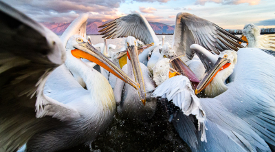 Vlak na zonsopkomst zijn de kroeskoppelikanen hongerig en weten ze dat er bij bootjes vis "gehaald" kan worden. Dit leidt tot verschillende gevechten, waarbij zo nu en dan zelfs de fotograaf geraakt kan worden...