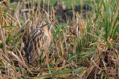 <i class='fa fa-user'></i> Almanbrother |   Roerdomp  <i class='fa fa-eye'> 387</i>  <i class='fa fa-thumbs-up'> 6</i>   <i class='fa fa-comment-o'> 12</i>