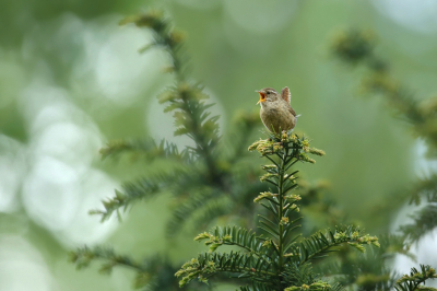 <i class='fa fa-user'></i> Frank Kremer |   Winterkoning  <i class='fa fa-eye'> 364</i>  <i class='fa fa-thumbs-up'> 6</i>   <i class='fa fa-comment-o'> 11</i>